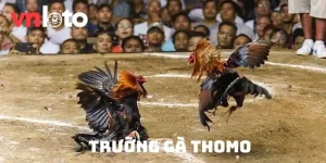 FAQs - Một số câu hỏi về trường đấu gà Thomo